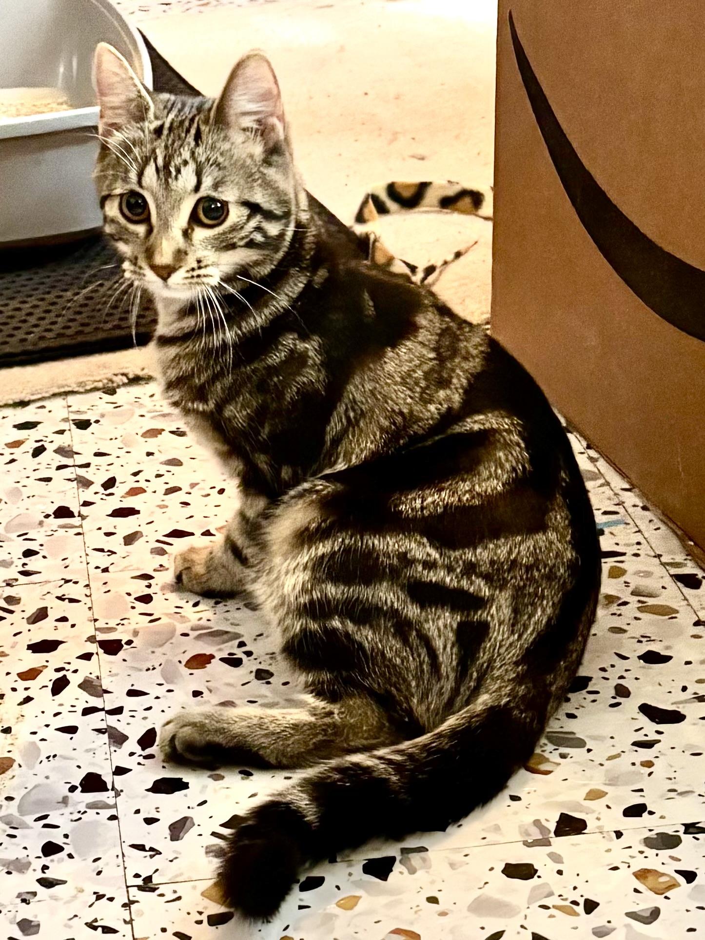Maisie, an adopted Domestic Short Hair in Ottawa, ON image 1/5
