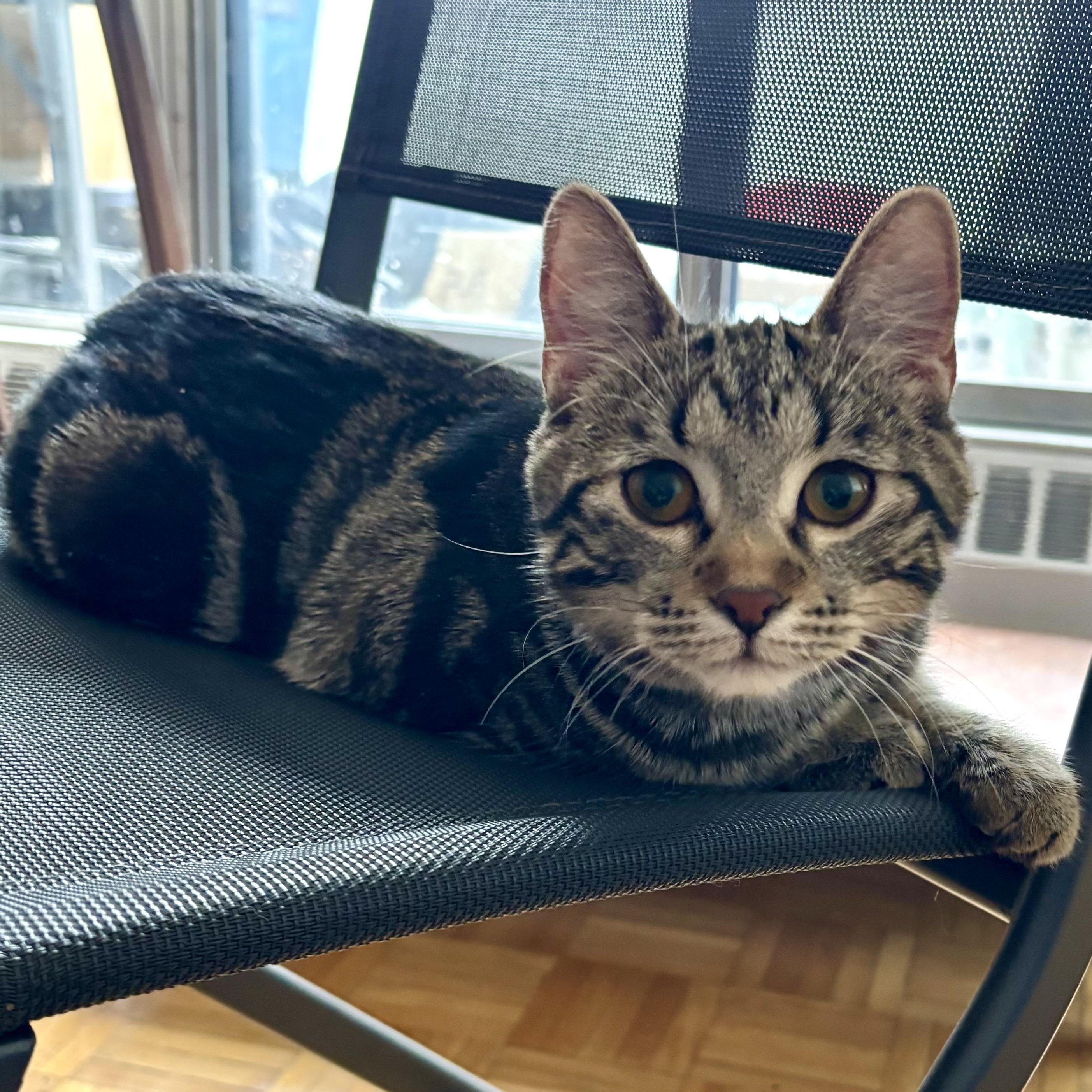 Maisie, an adopted Domestic Short Hair in Ottawa, ON image 2/5