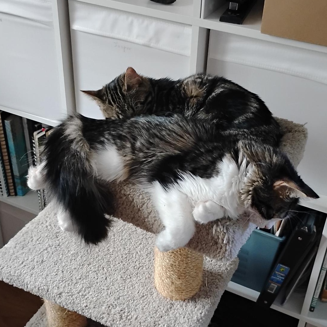 Maisie, an adopted Domestic Short Hair in Ottawa, ON image 5/5