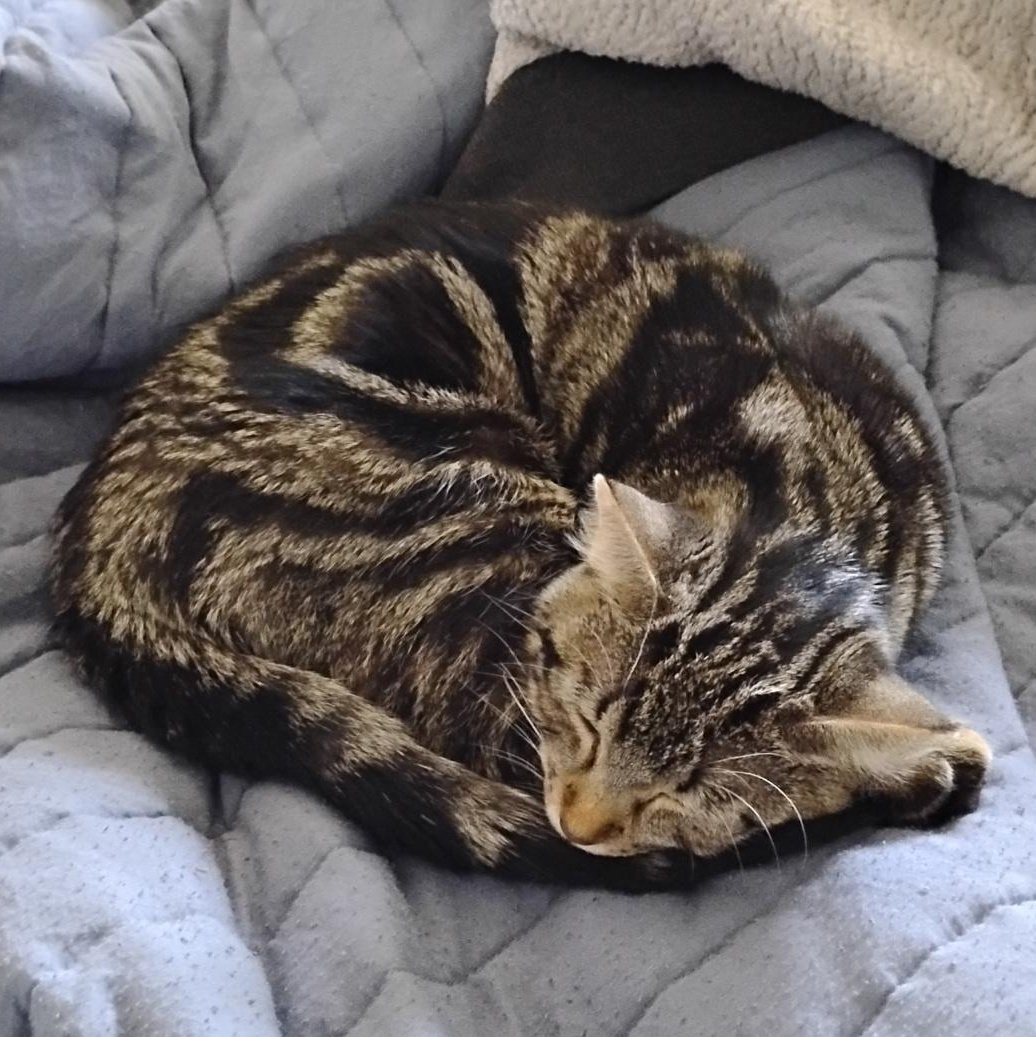 Maisie, an adopted Domestic Short Hair in Ottawa, ON image 3/5