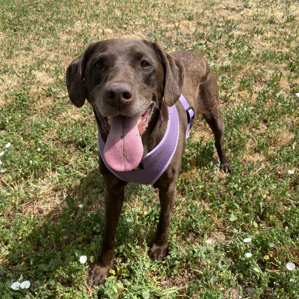 Artemis, a Adoptable mixed breed in Logan, UT image 1/4