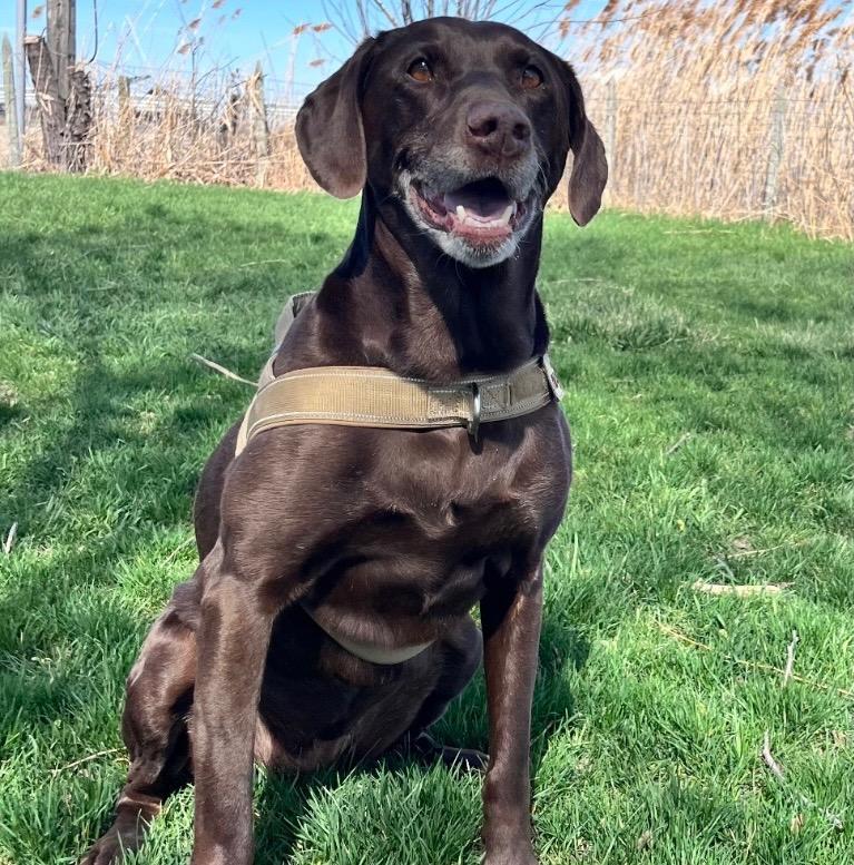 Artemis, Adoptable, Senior Female German Shorthaired Pointer & Labrador Retriever.