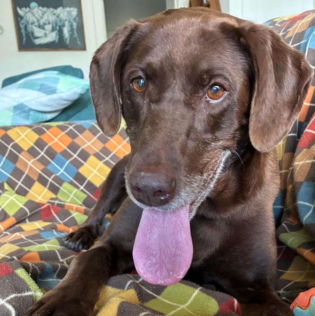 Artemis, a Adoptable mixed breed in Logan, UT image 2/4