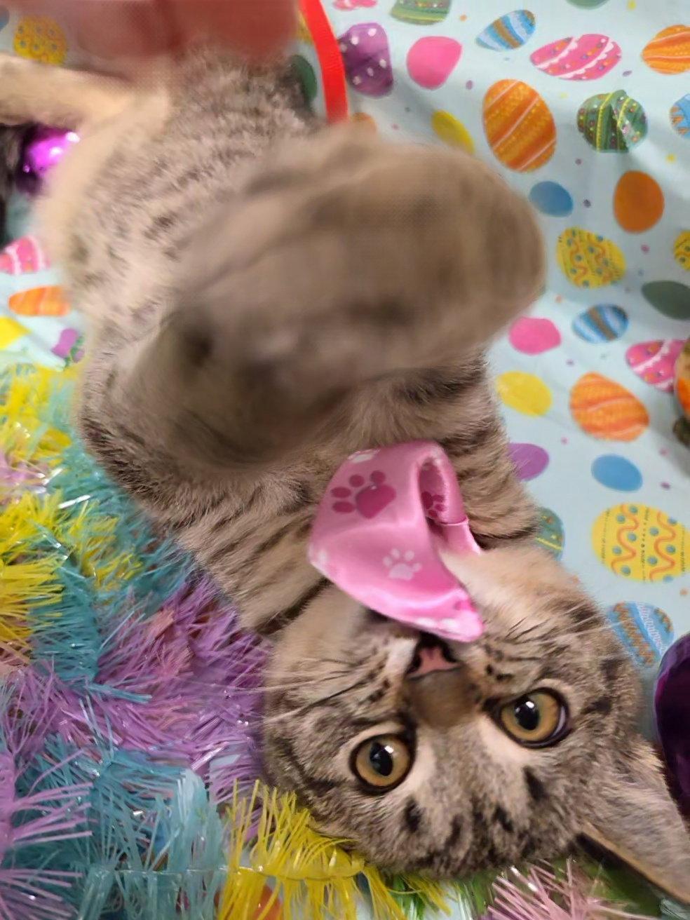 Wren, Adoptable, Kitten Male Tabby & Domestic Short Hair.