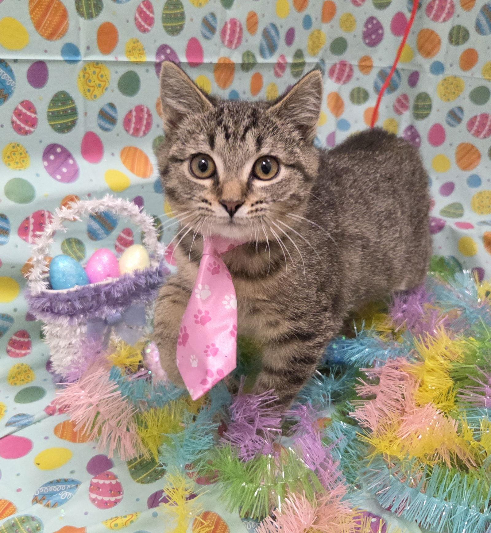 Enlarge Wren, a Adoptable mixed breed in Attalla, AL image 2/3