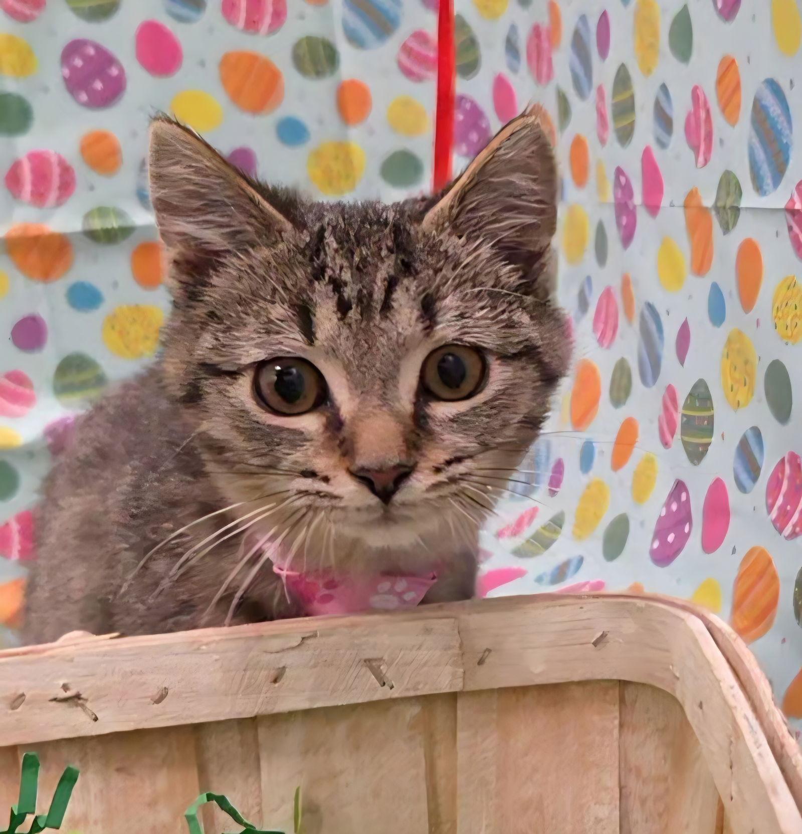 Enlarge Wren, a Adoptable mixed breed in Attalla, AL image 3/3