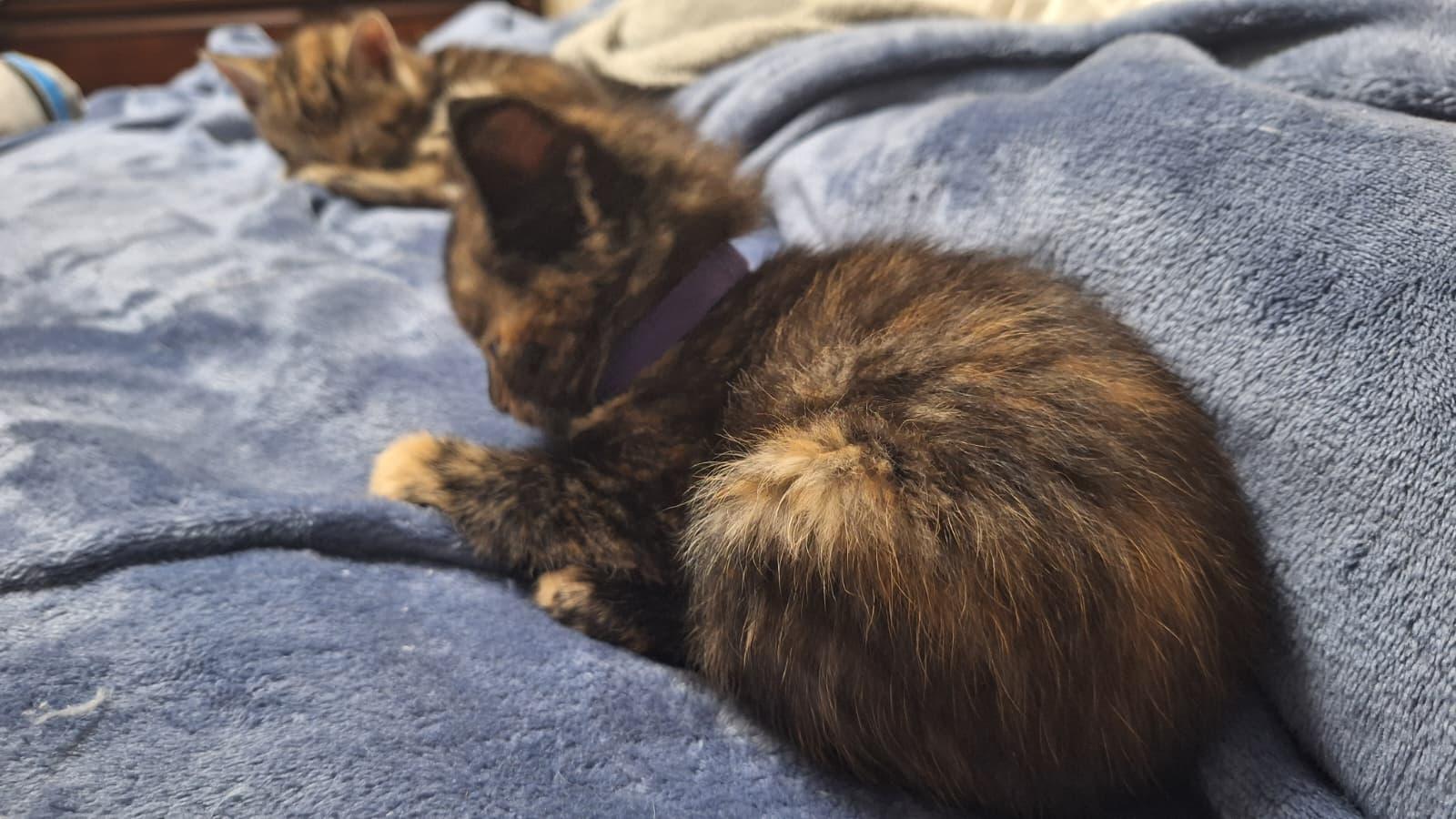 Enlarge Gamora, a Adoptable Tortoiseshell in Cumming, GA image 3/6