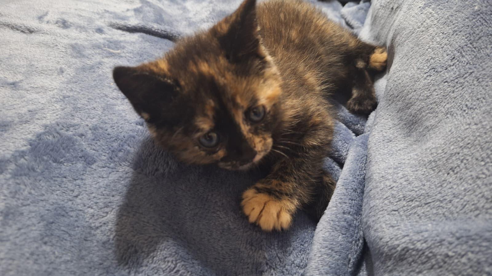 Enlarge Gamora, a Adoptable Tortoiseshell in Cumming, GA image 2/6