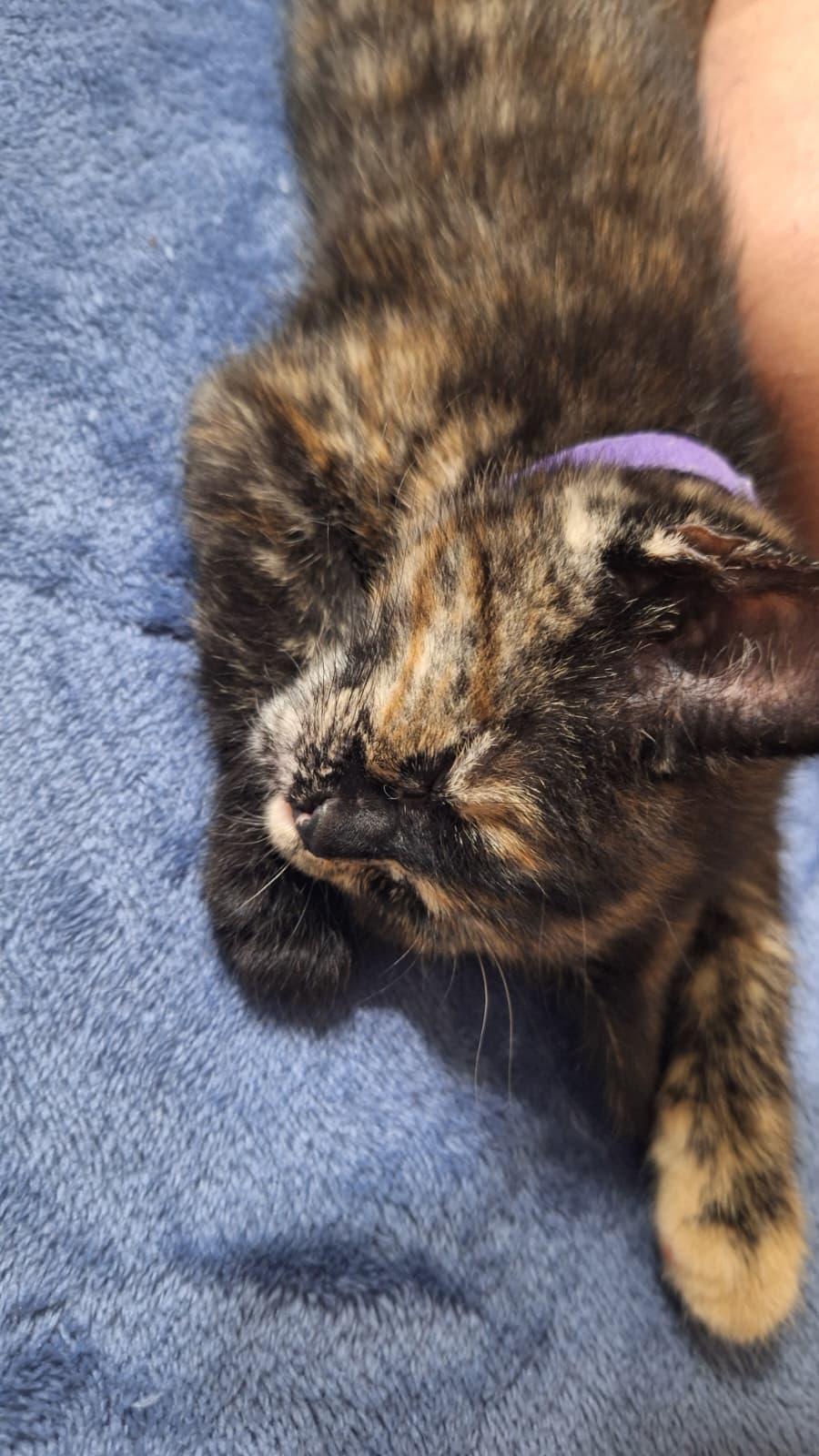 Enlarge Gamora, a Adoptable Tortoiseshell in Cumming, GA image 4/6