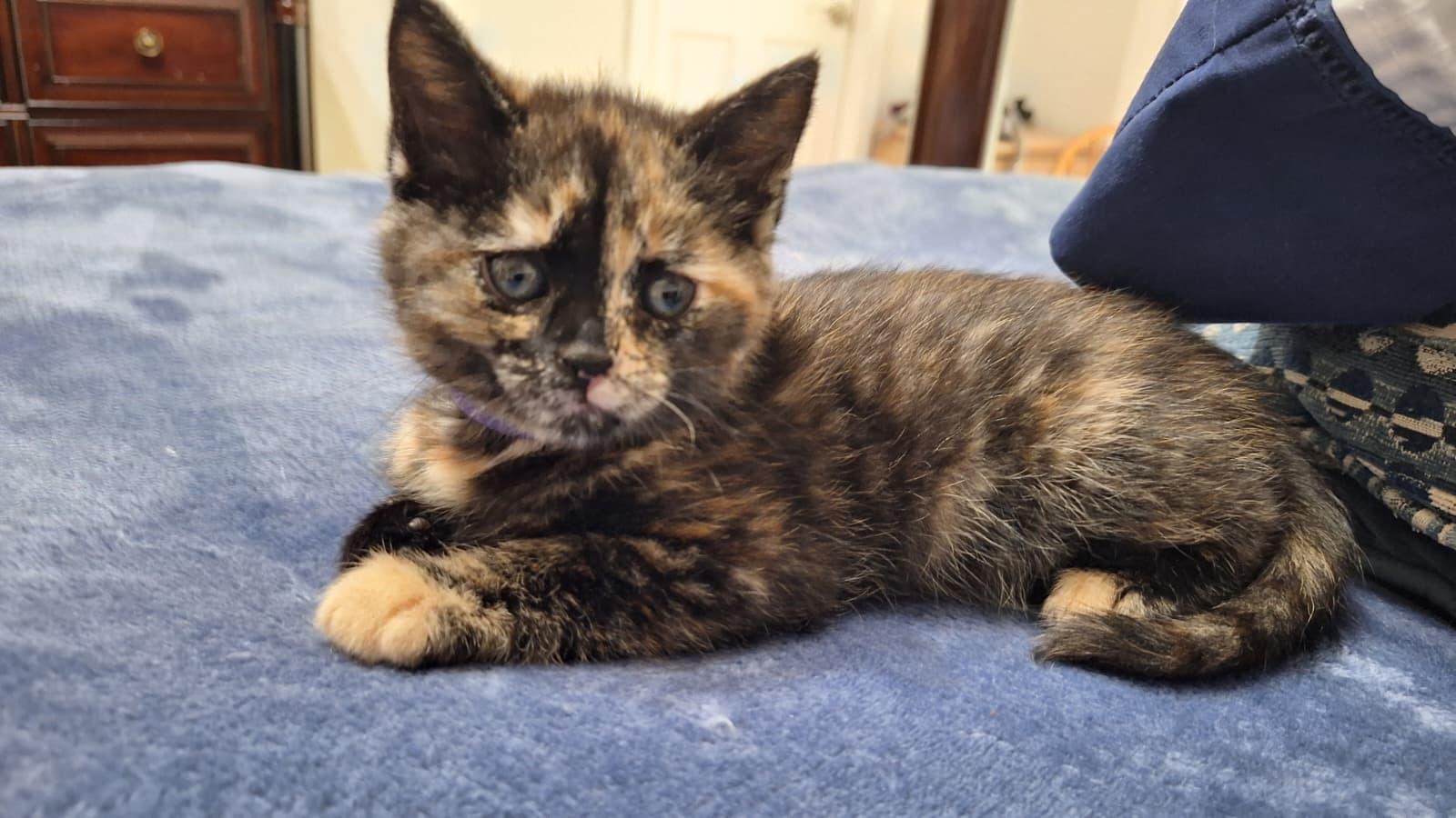 Gamora, Adoptable, Kitten Female Tortoiseshell.