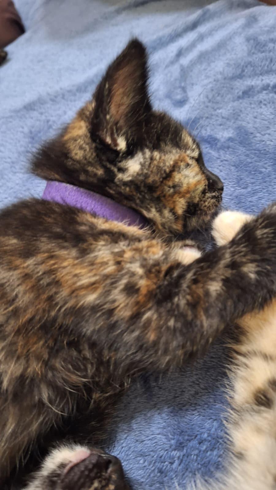 Enlarge Gamora, a Adoptable Tortoiseshell in Cumming, GA image 6/6