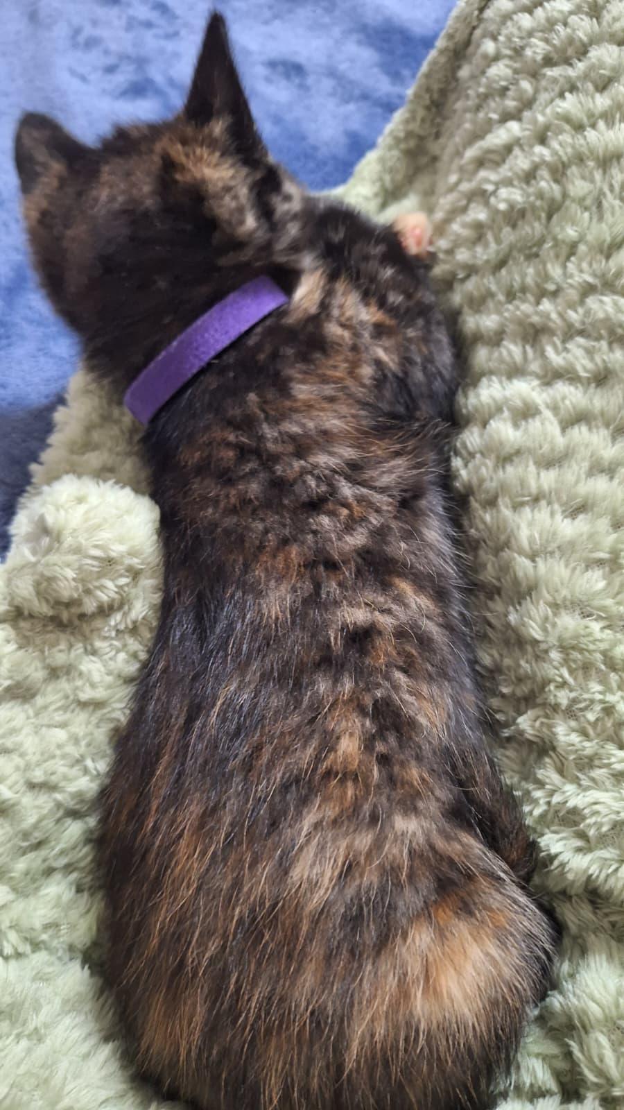 Enlarge Gamora, a Adoptable Tortoiseshell in Cumming, GA image 5/6