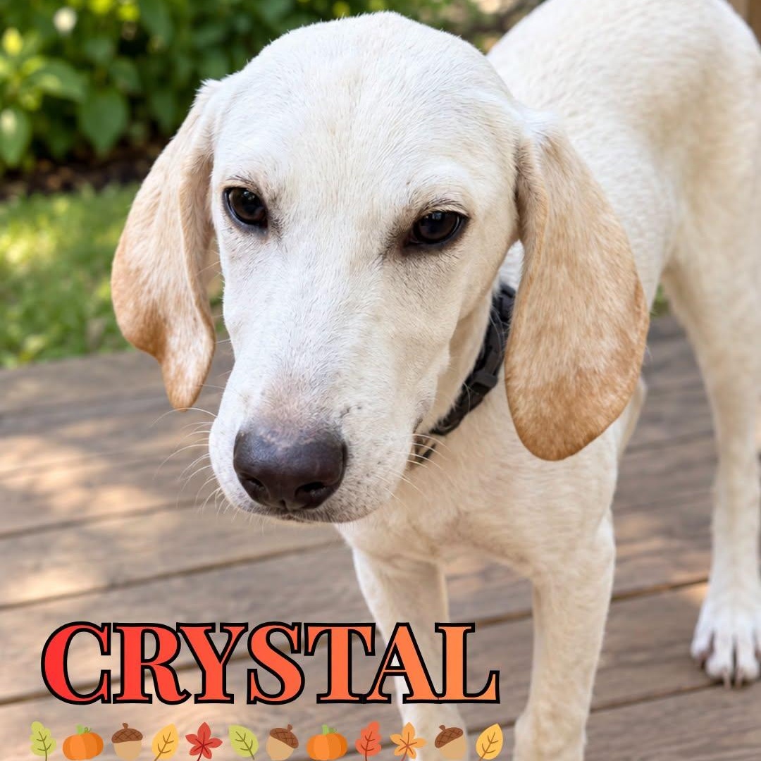Enlarge Crystal, a Adoptable Mixed Breed in Nantucket, MA image 1/1