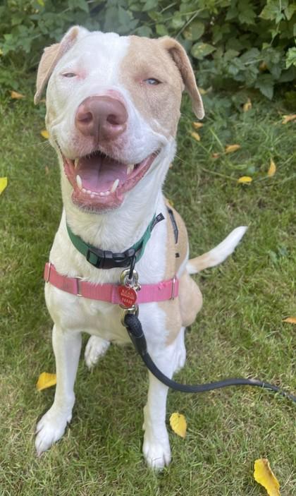 Enlarge Toky, a ADOPTABLE mixed breed in Stanwood, WA image 2/3