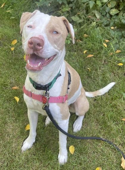 Enlarge Toky, a ADOPTABLE mixed breed in Stanwood, WA image 1/3