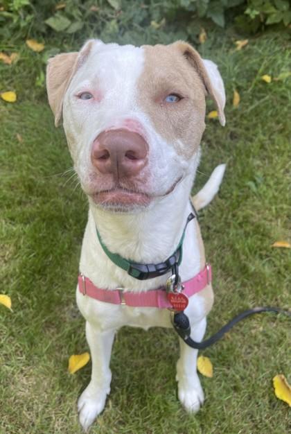 Enlarge Toky, a ADOPTABLE mixed breed in Stanwood, WA image 3/3