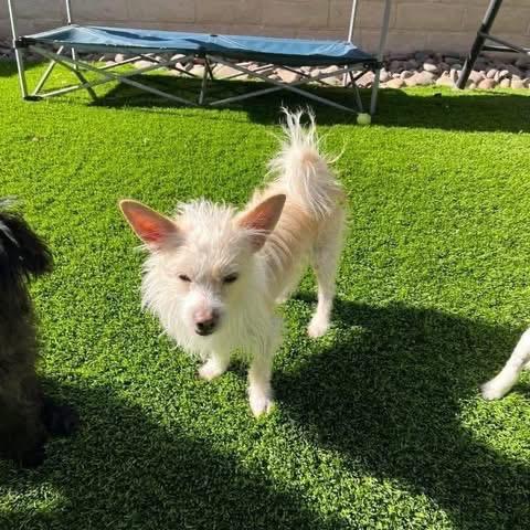 Scrooge, Adoptable, Adult Male Terrier & Mixed Breed.