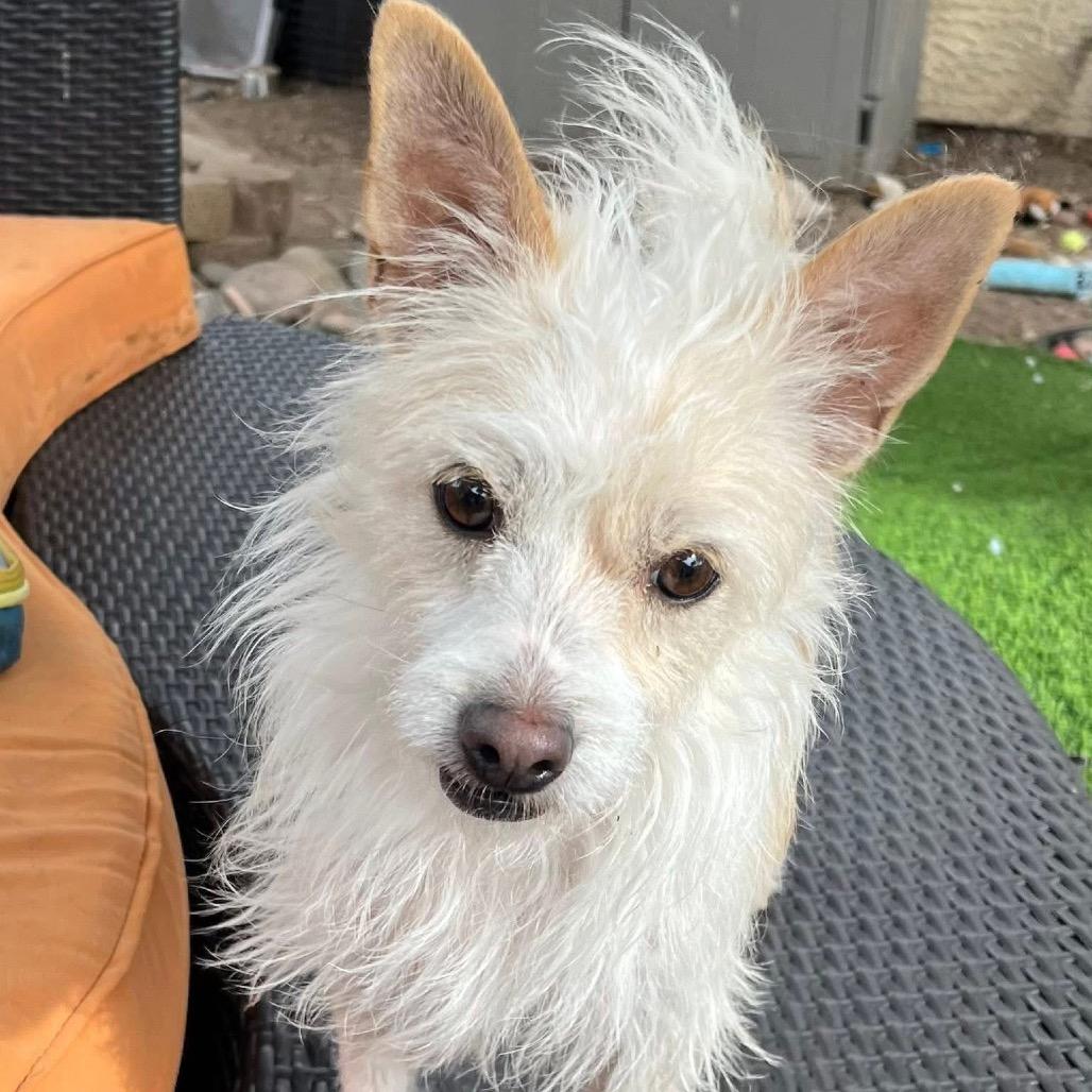Enlarge Scrooge, a Adoptable mixed breed in Las Vegas, NV image 2/4