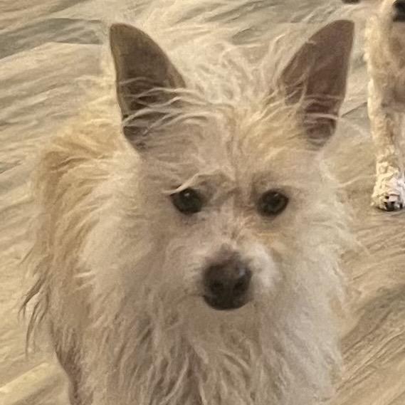 Scrooge, Adoptable, Adult Male Terrier.