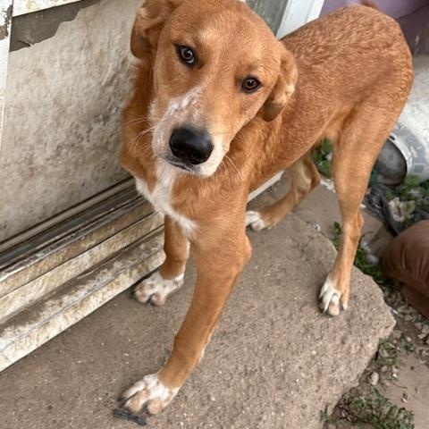 Todd, Adoptable, Young Male Mixed Breed.