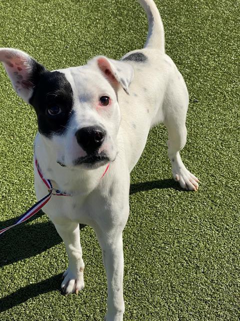 SPANKY, Adoptable, Young Male Pointer & Mixed Breed.