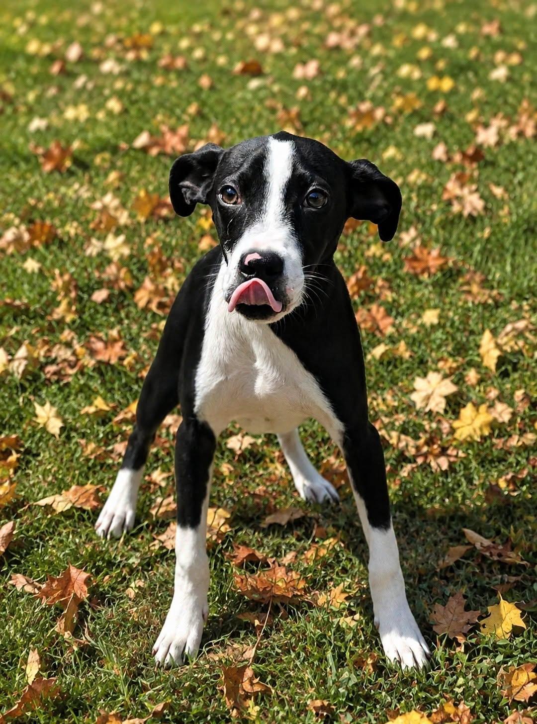 Enlarge Pax 26/660, a Adoptable Terrier in Talladega, AL image 3/3