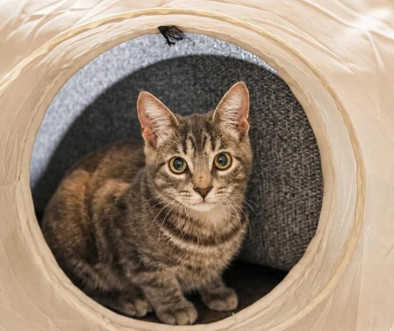 Misty, Adoptable, Young Female Tabby.