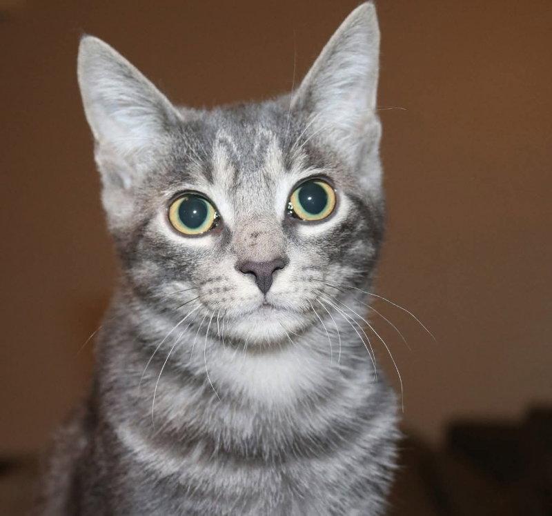 Enlarge Misty, a Adoptable Tabby in Knoxville, TN image 2/3