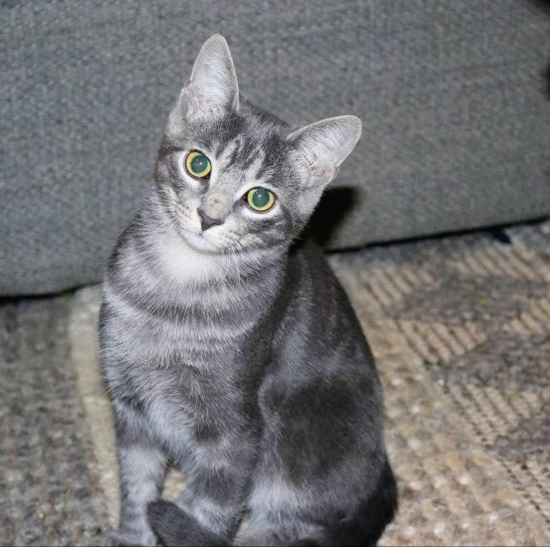 Enlarge Misty, a Adoptable Tabby in Knoxville, TN image 3/3
