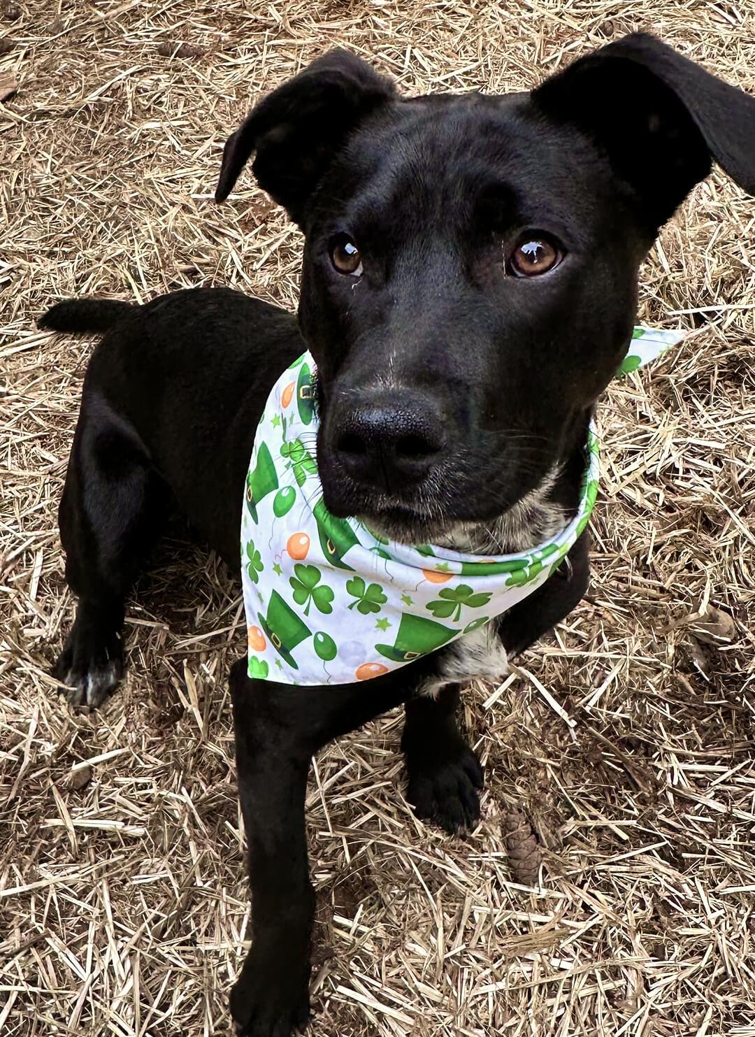 Enlarge Bee, a ADOPTABLE mixed breed in Hood River, OR image 1/4