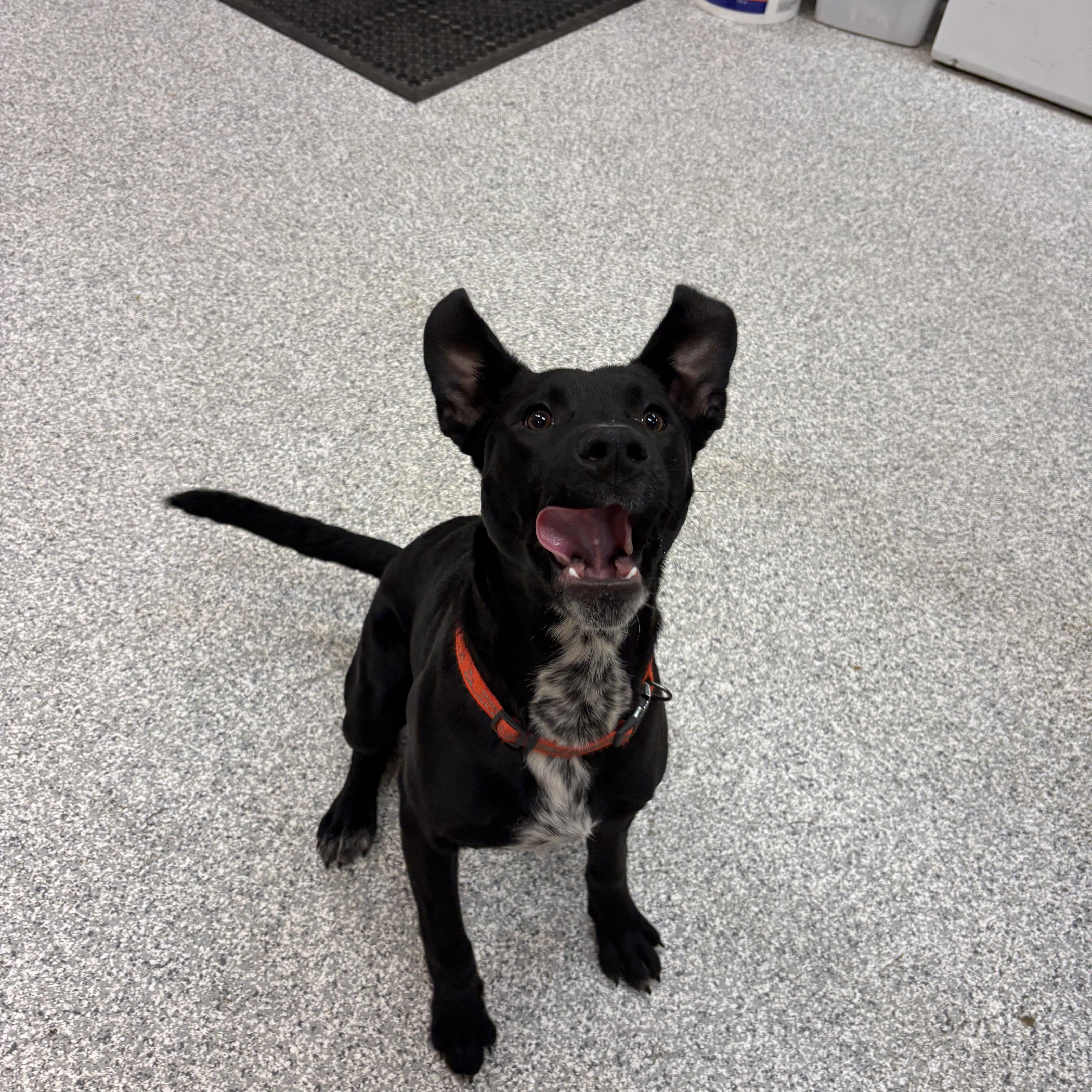 Enlarge Bee, a ADOPTABLE mixed breed in Hood River, OR image 1/2