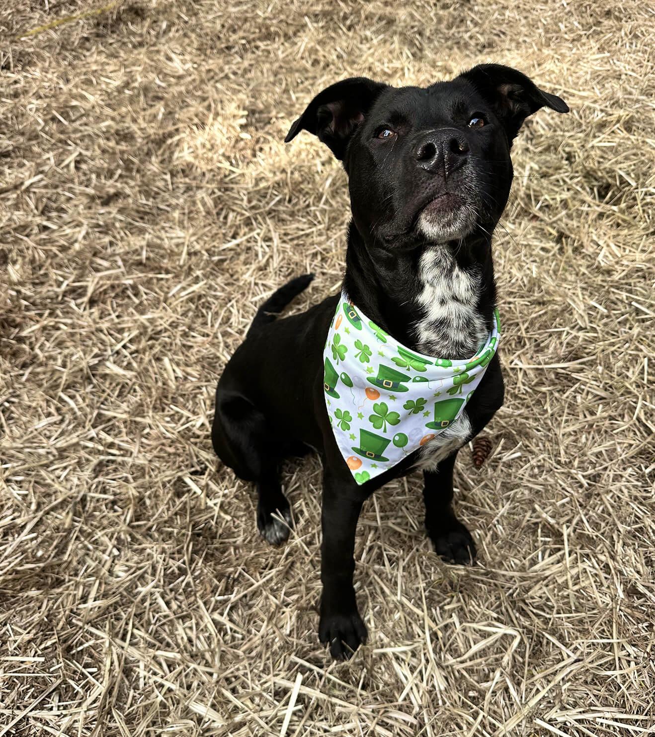 Enlarge Bee, a ADOPTABLE mixed breed in Hood River, OR image 2/4