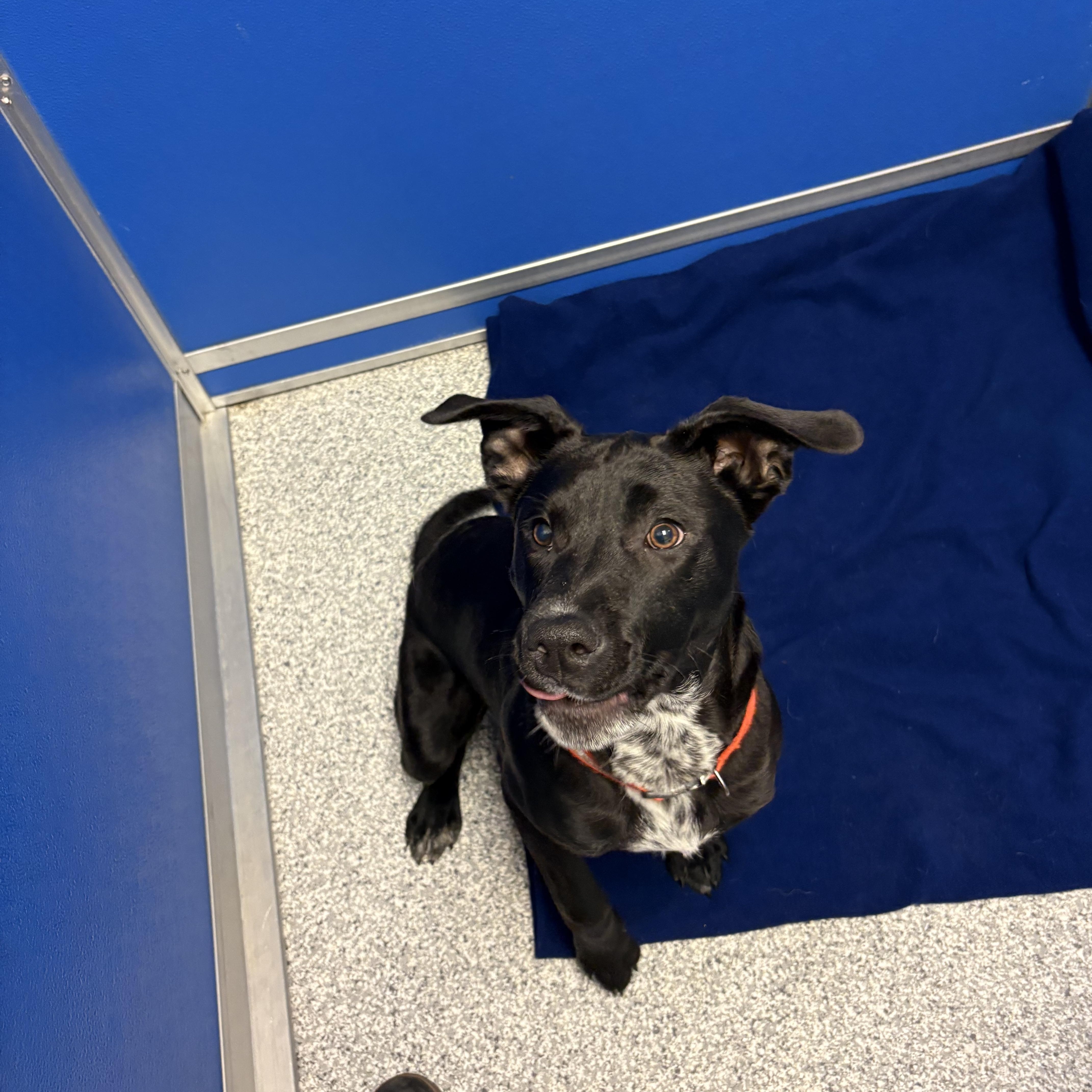 Enlarge Bee, a ADOPTABLE mixed breed in Hood River, OR image 2/2