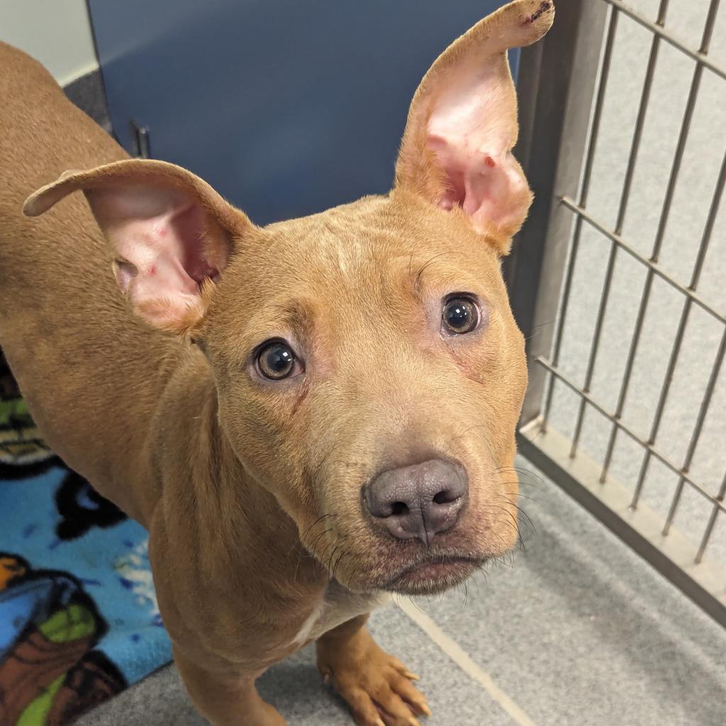 Bart, Adoptable, Young Male Mixed Breed.