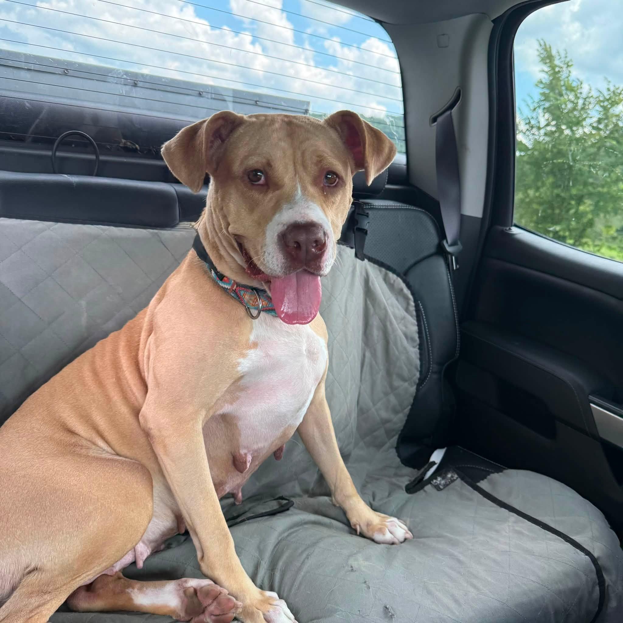 Enlarge MARLA MAPLES, a Adoptable mixed breed in Cadiz, OH image 3/4