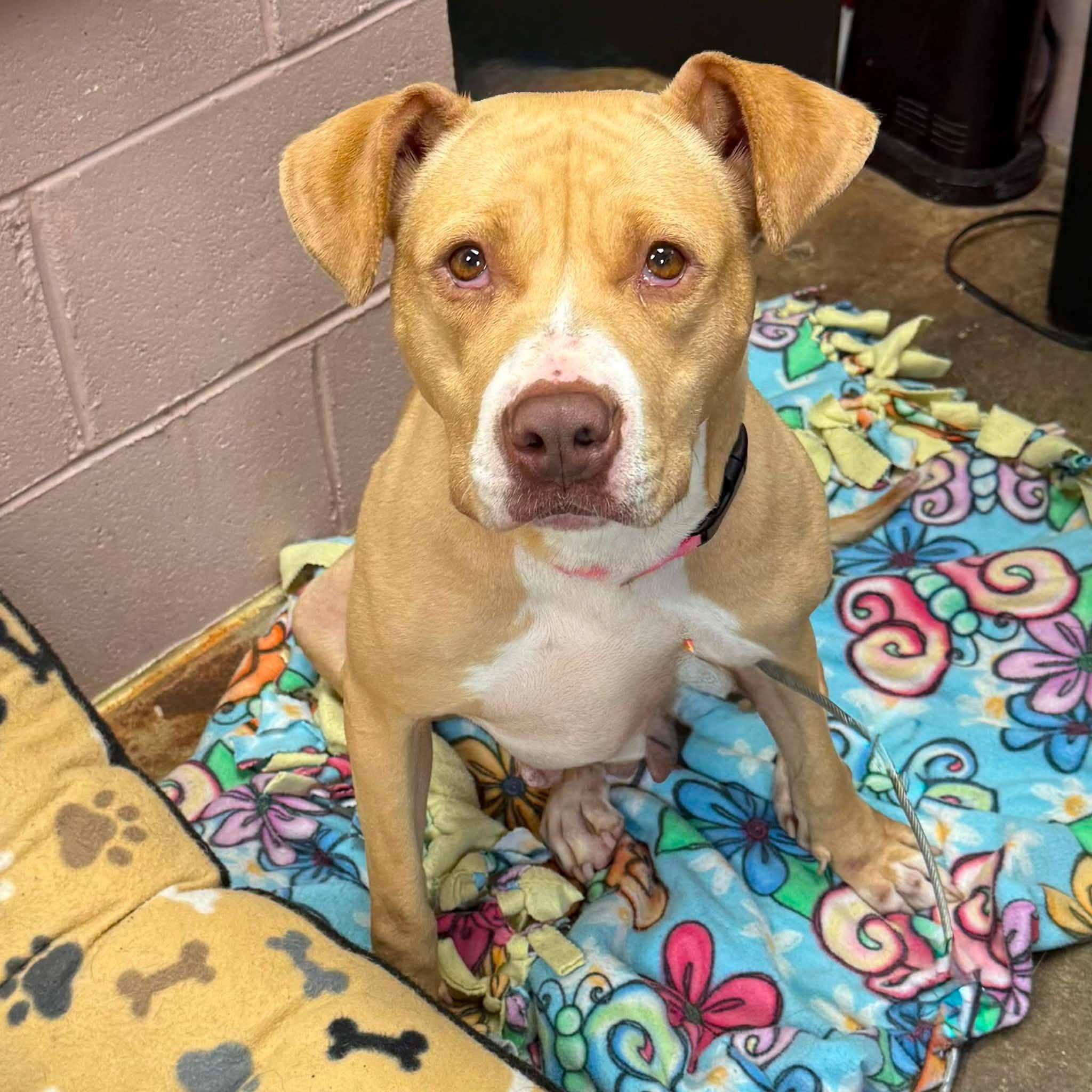 Enlarge MARLA MAPLES, a Adoptable mixed breed in Cadiz, OH image 2/4