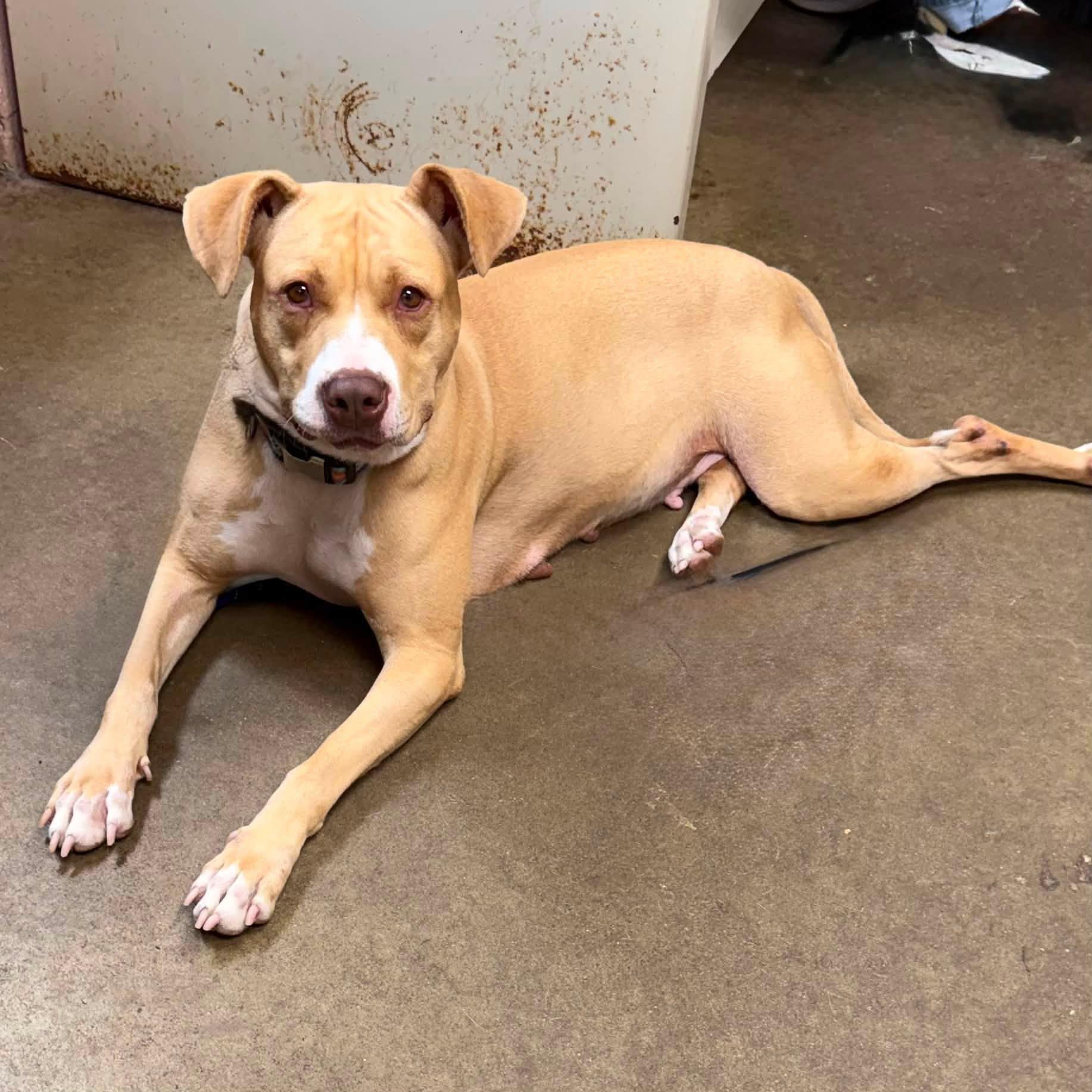 Enlarge MARLA MAPLES, a Adoptable mixed breed in Cadiz, OH image 4/4
