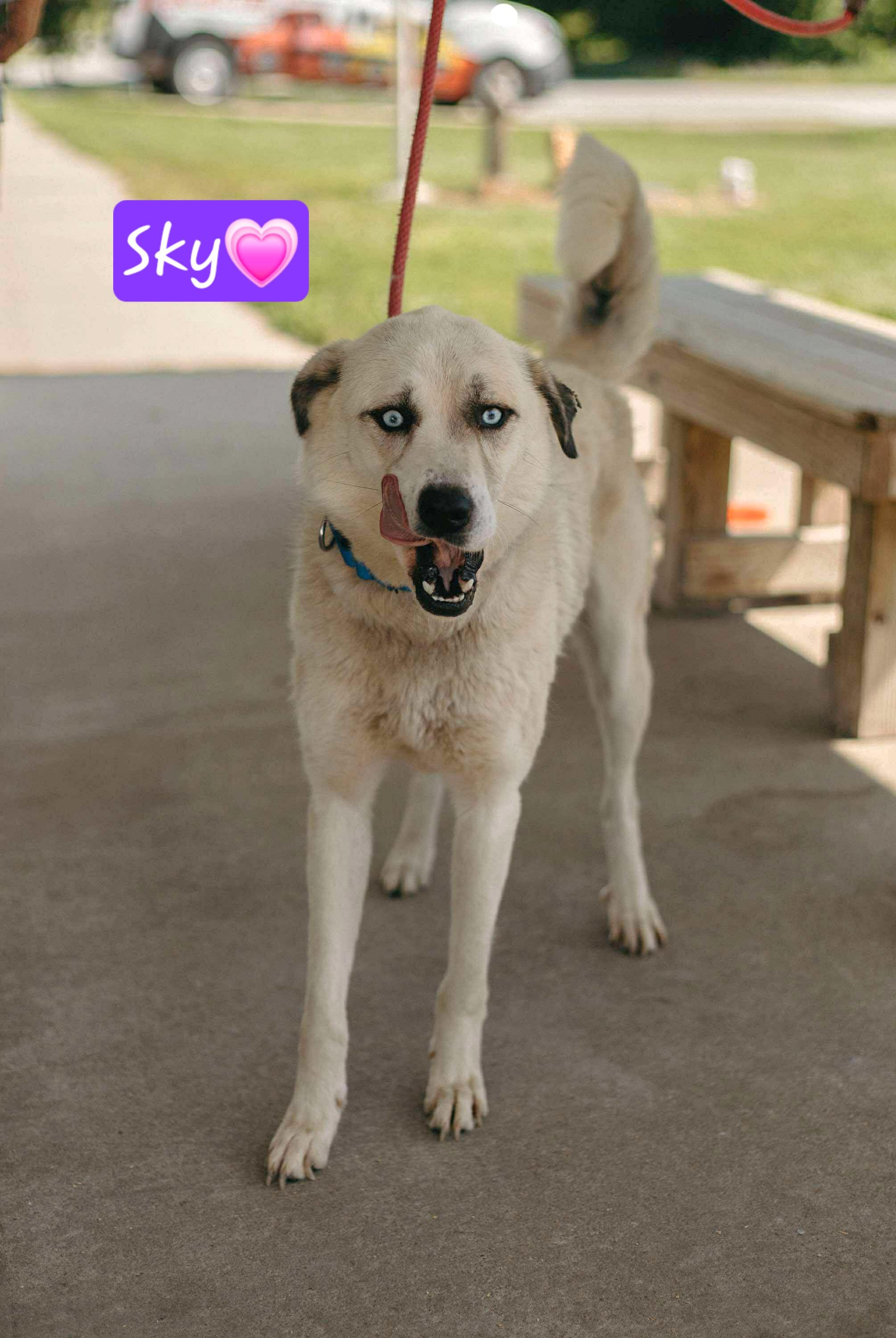 Skye, an adoptable Husky, Yellow Labrador Retriever in Clinton, MO, 64735 | Photo Image 2