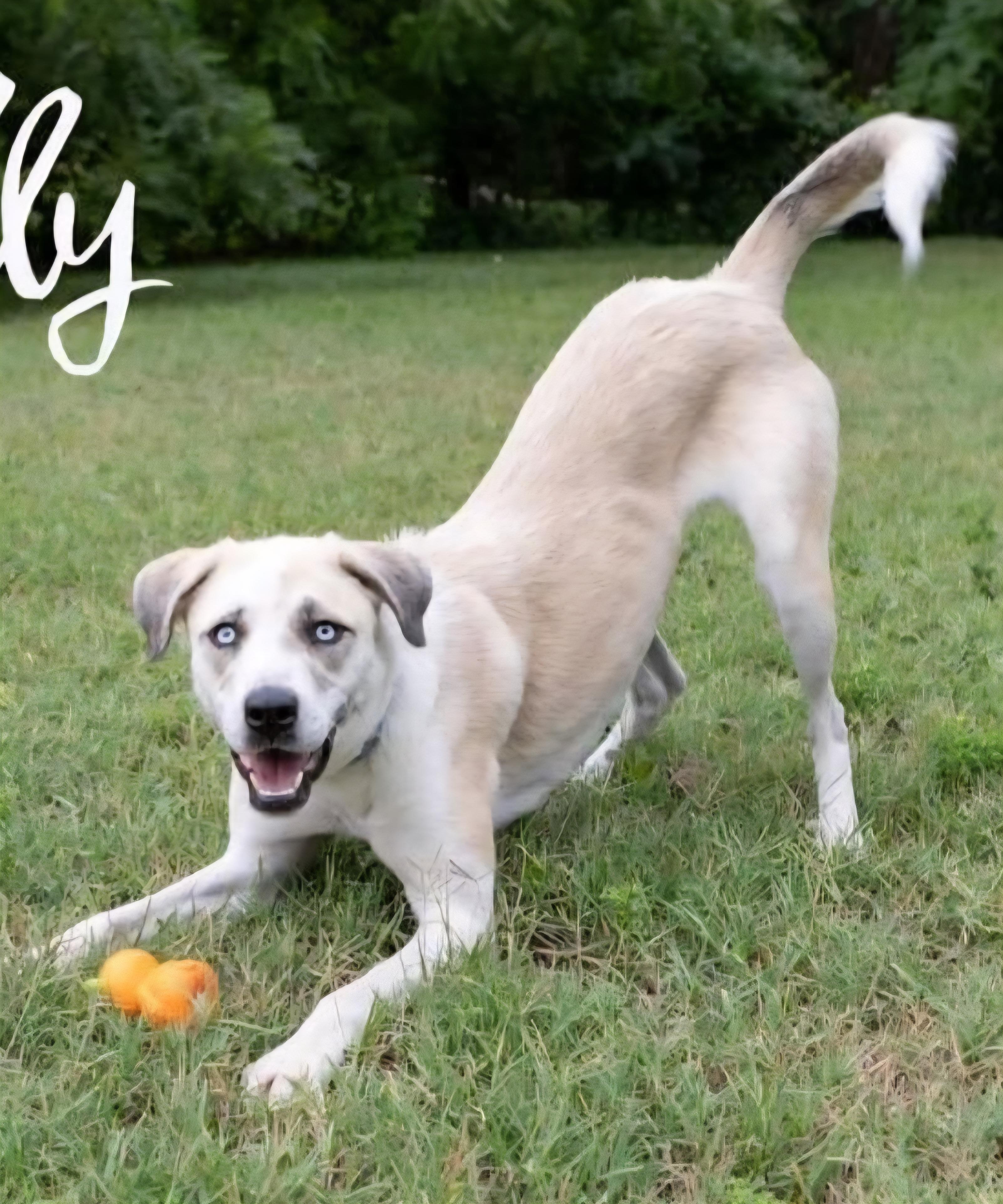Skye, an adoptable Husky, Yellow Labrador Retriever in Clinton, MO, 64735 | Photo Image 1