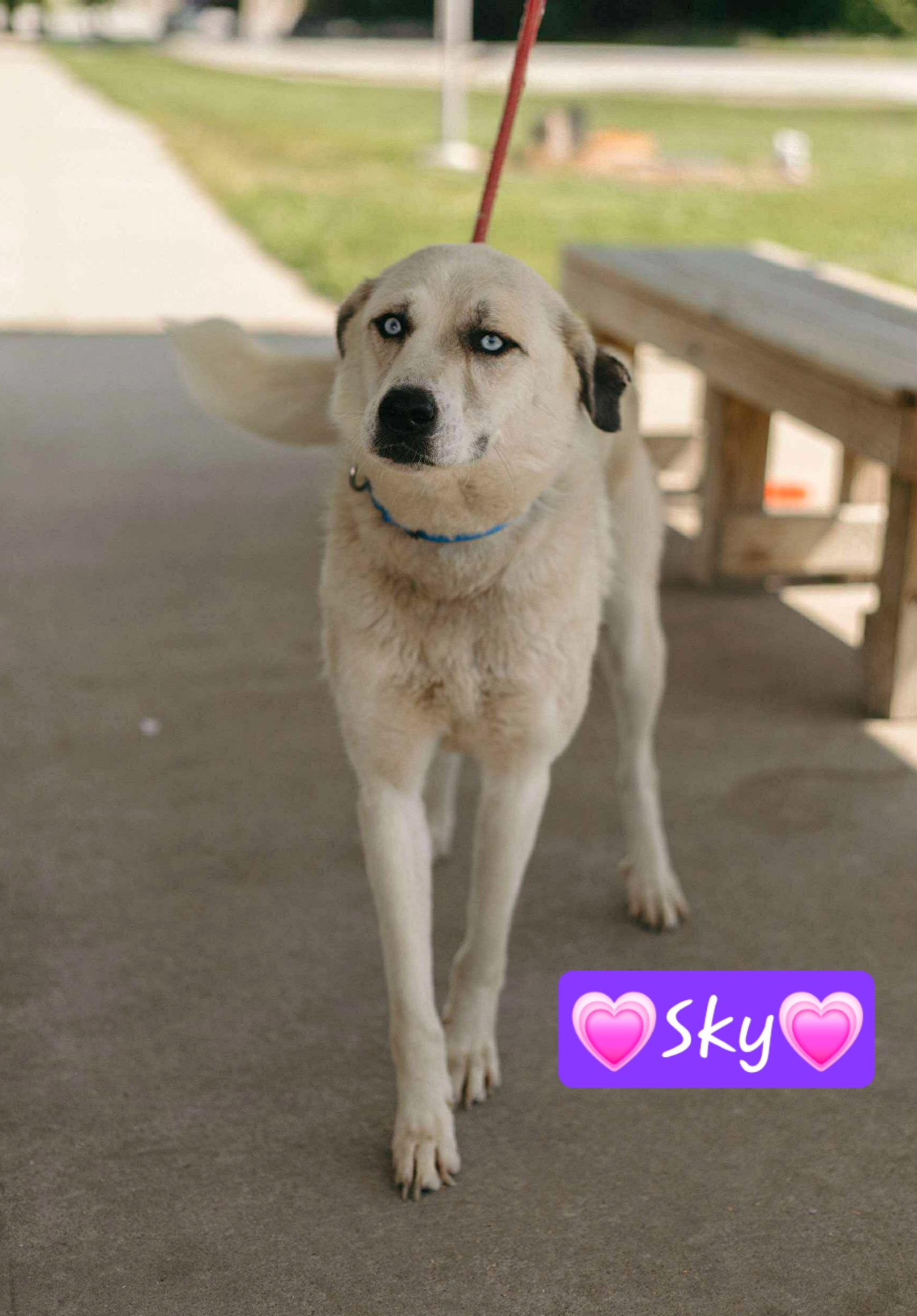Skye, an adoptable Husky, Yellow Labrador Retriever in Clinton, MO, 64735 | Photo Image 1