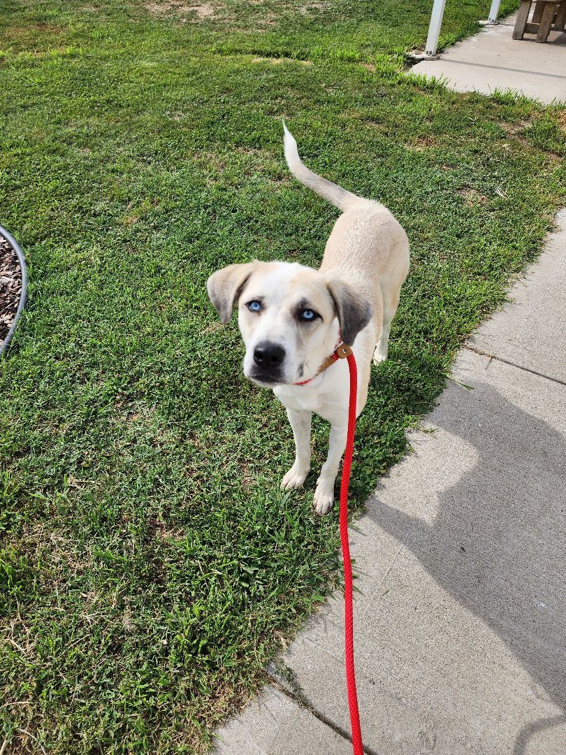 Skye, an adoptable Husky, Yellow Labrador Retriever in Clinton, MO, 64735 | Photo Image 2