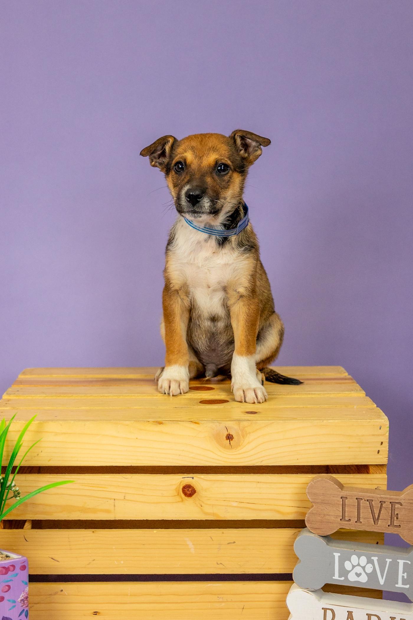 Enlarge 173-26, a ADOPTABLE mixed breed in Brighton, CO image 1/1