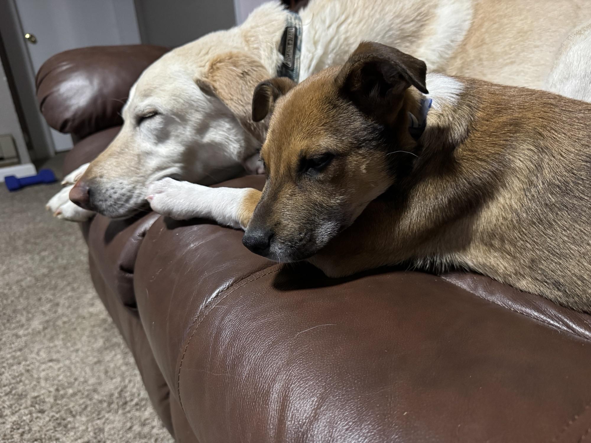 Enlarge 173-26 (Strawberry), a ADOPTABLE mixed breed in Brighton, CO image 5/5