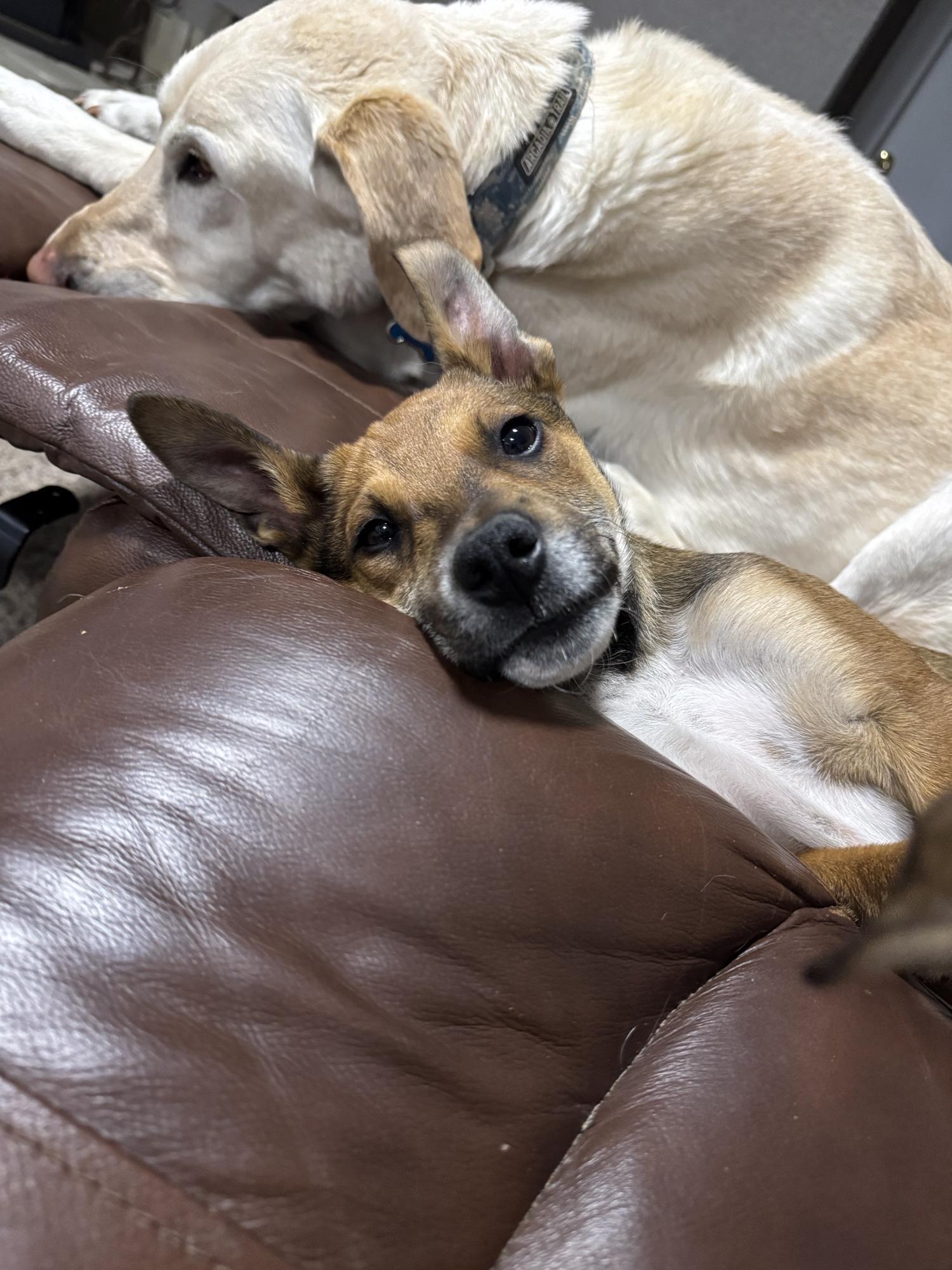 Enlarge 173-26 (Strawberry), a ADOPTABLE mixed breed in Brighton, CO image 2/5