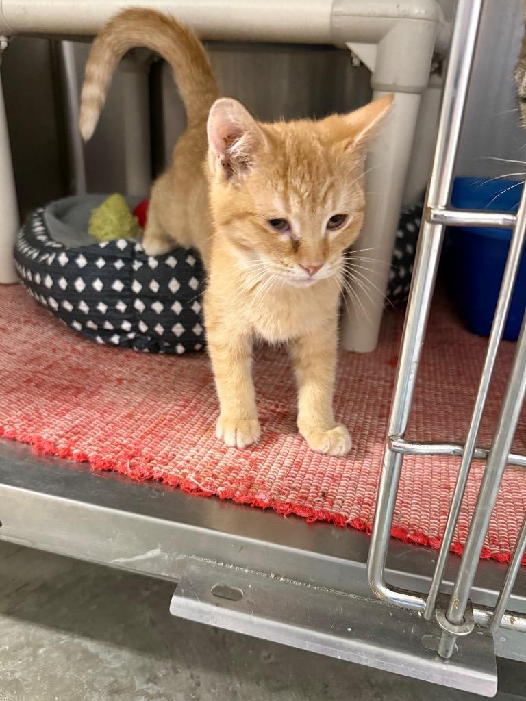 Monty, Adoptable, Kitten Male Domestic Short Hair.