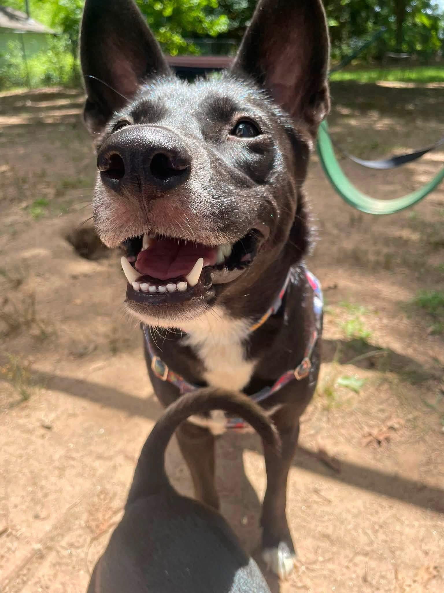 Cleo, Adoptable, Young Female Mixed Breed.