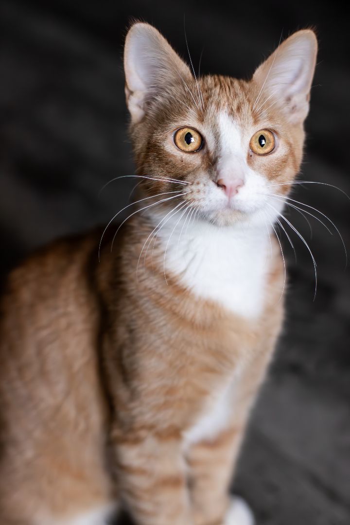 Fire, Adoptable, Adult Male Domestic Short Hair.