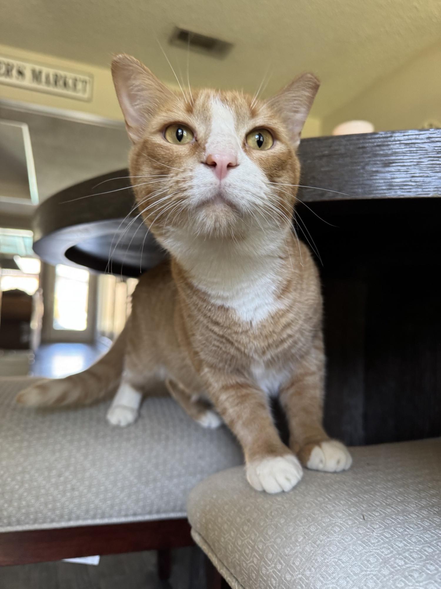 Fire, a Adoptable Domestic Short Hair in North Richland Hills, TX image 3/5