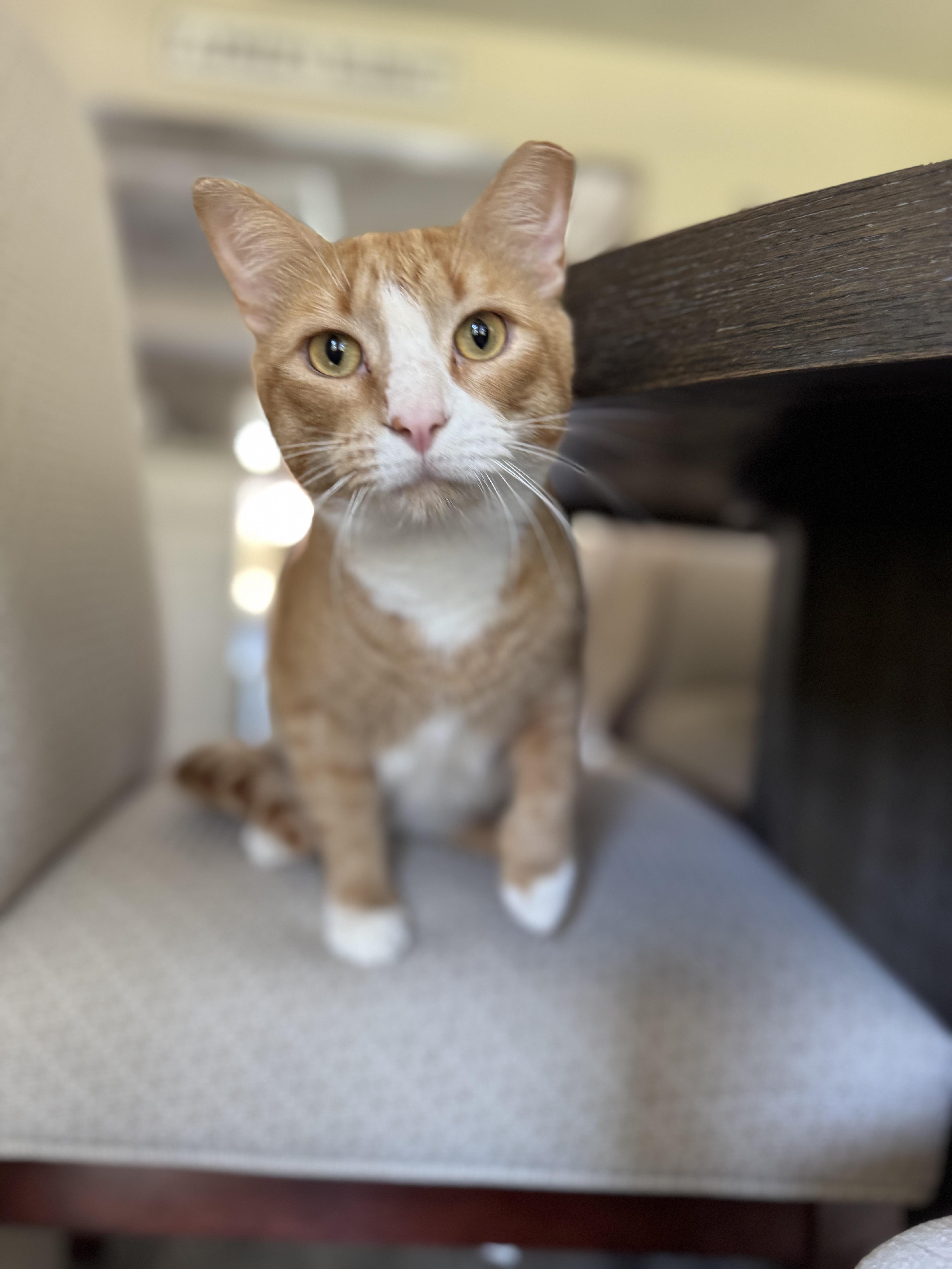 Fire, a Adoptable Domestic Short Hair in North Richland Hills, TX image 1/5