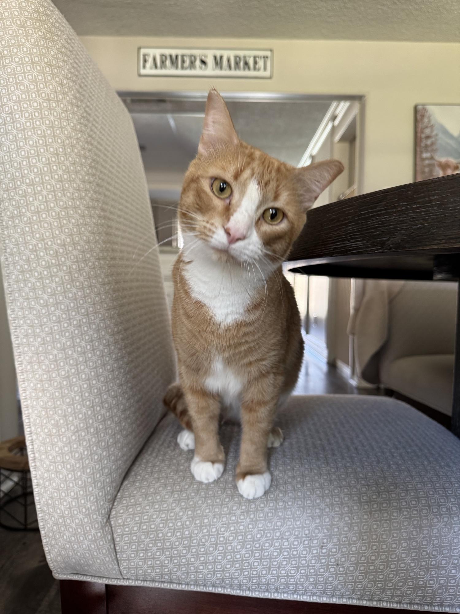 Fire, a Adoptable Domestic Short Hair in North Richland Hills, TX image 4/5